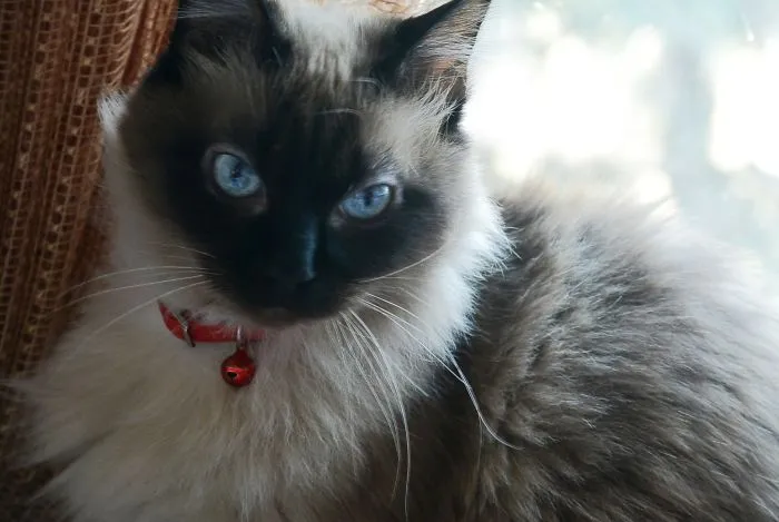 We Found Her Out In The Street At Age 6. Now She Is 9 And Feeling Even Younger! We