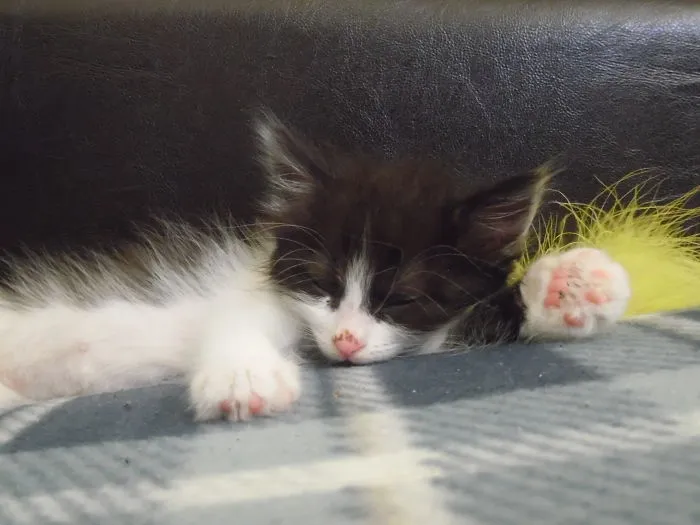 Sleeping Oreo