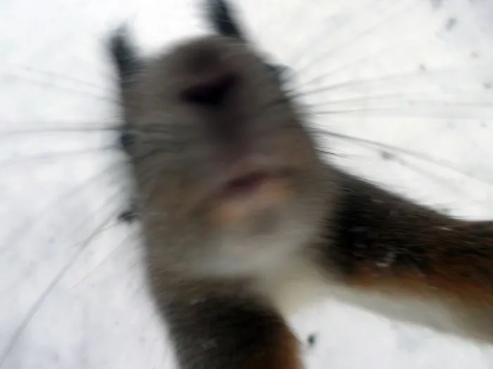 51 Animals That Want To Be Photographers
