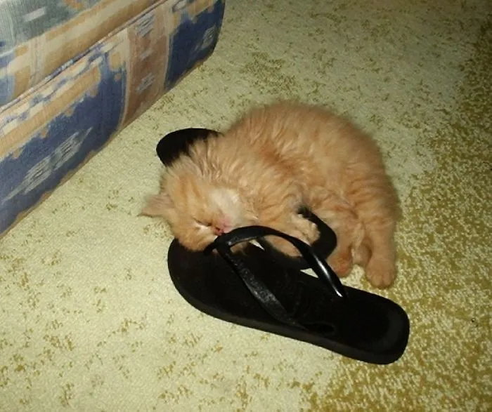 "sleeppers"