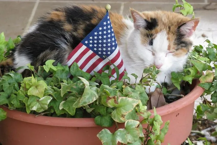 Happy 4th Of July