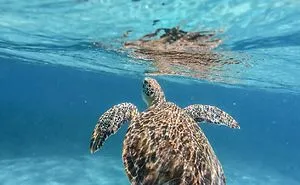 You Won't Believe That These Underwater Snorkel Photos Were Taken With An Iphone...