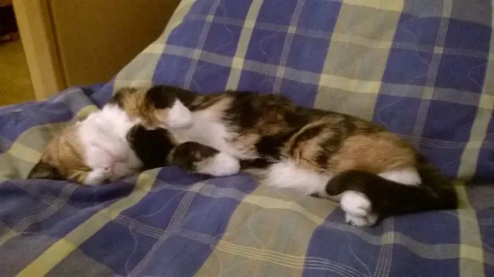My Kitty Sleeping