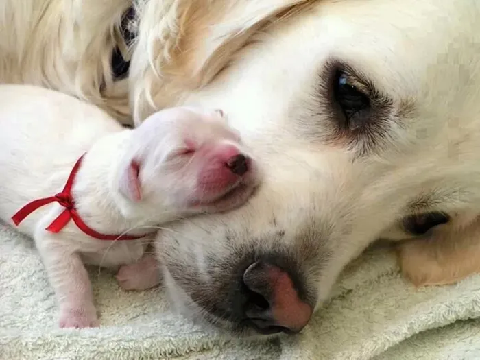 Dog And Its Puppy