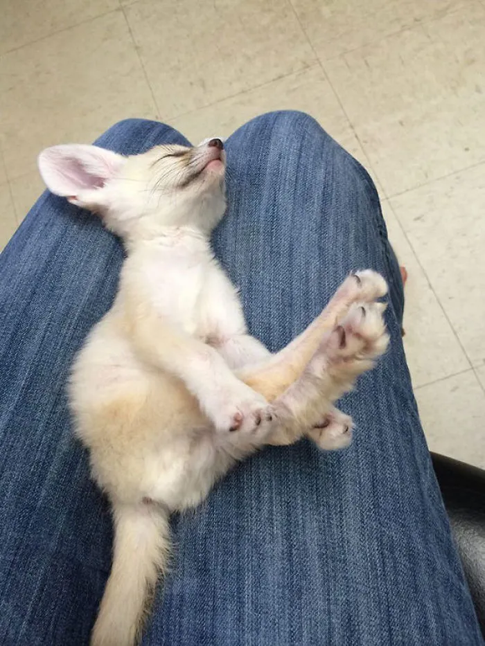 Tiny Dreamer