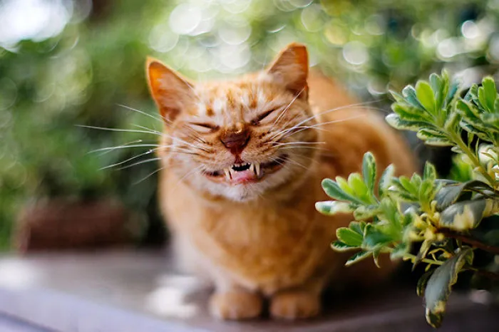 Smiling Cat