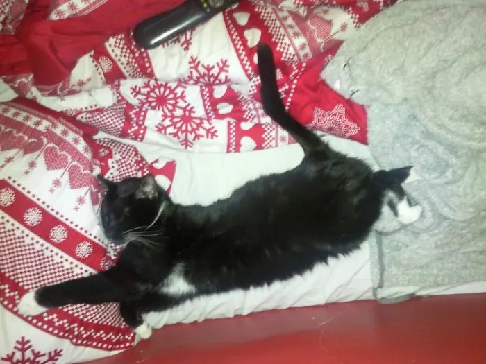 Supercat :)