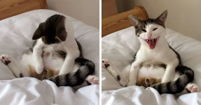Cat Wakes Up To Discover He's Missing Some Parts And He's NOT Happy About It