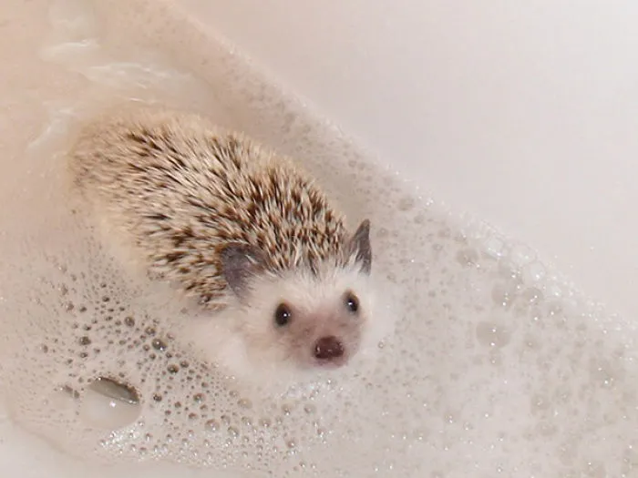 Lila Likes A Good Bubble Bath Just Like Anybody Else
