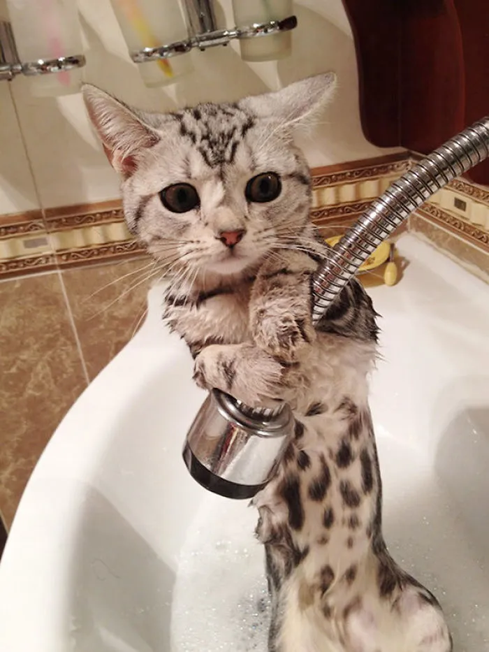 Bath Time Has Commenced