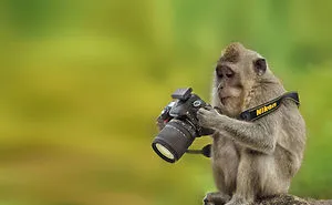 51 Animals That Want To Be Photographers