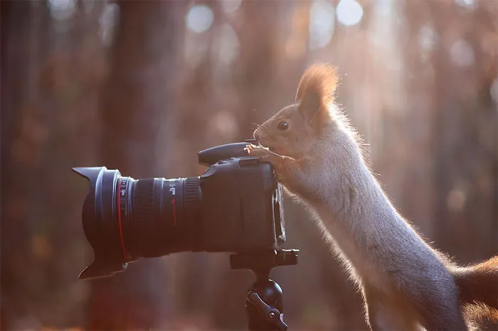 51 Animals That Want To Be Photographers