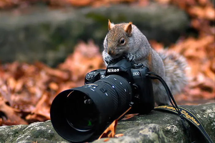 51 Animals That Want To Be Photographers
