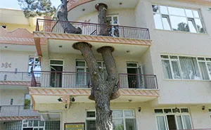 34 Clever Buildings Whose Architects Refused To Cut Down Local Trees