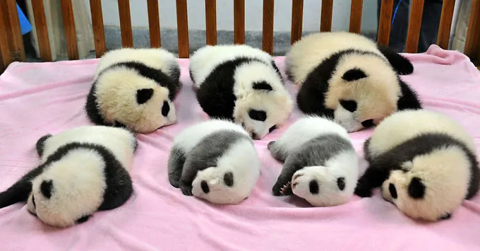 Panda "Daycare" Exists And Is Most Adorable Place On Earth