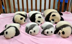 Panda "Daycare" Exists And Is Most Adorable Place On Earth