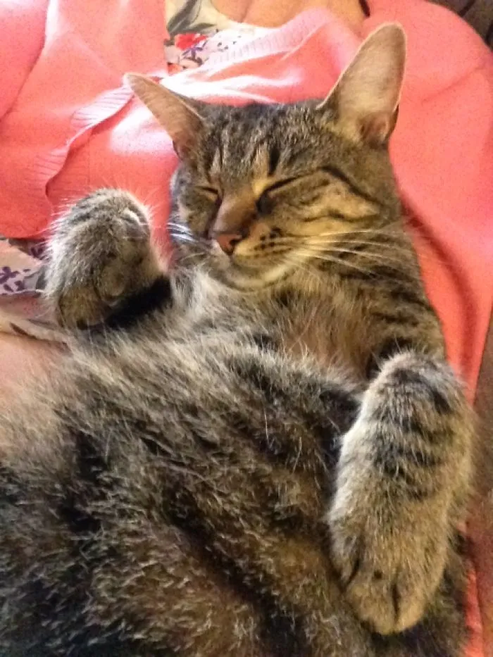 Sleeps Like A Baby