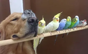 A Dog, 8 Birds And A Hamster Are The Most Unusual Best Friends Ever
