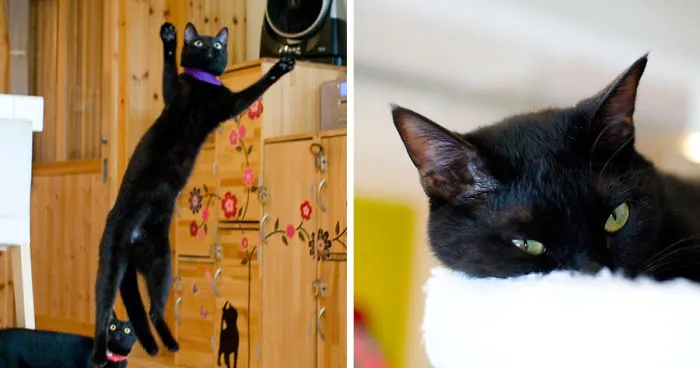 I Visited The World's Only Black-Cat Cafe
