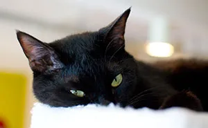 I Visited The World's Only Black-Cat Cafe