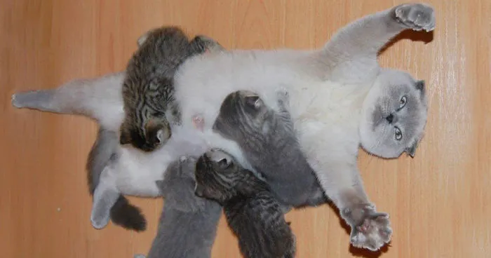 This Cat's Face Perfectly Shows How It Feels To Be A New Mother