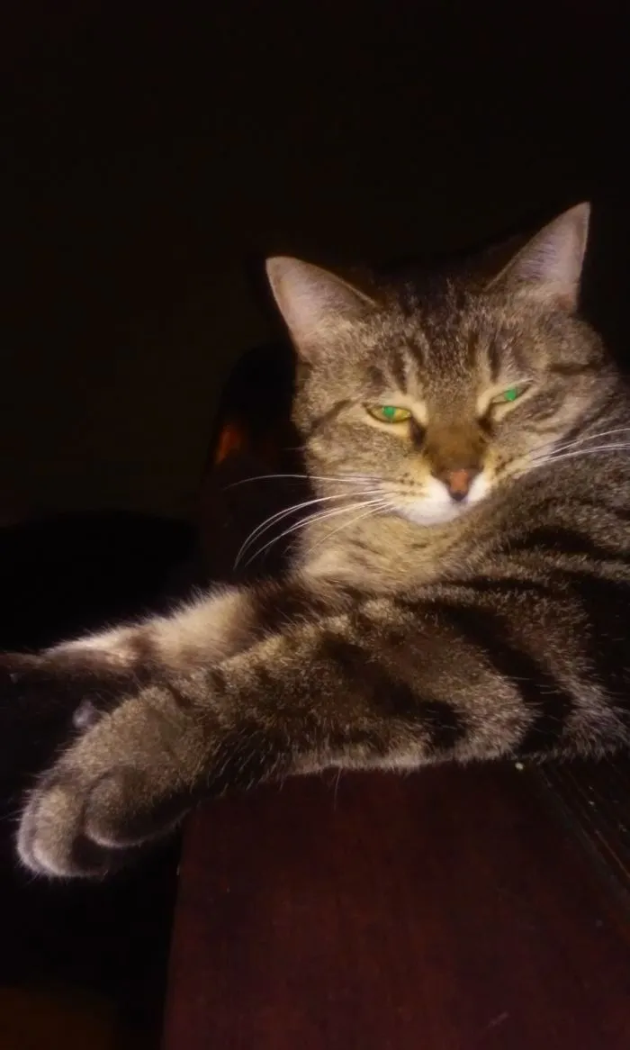 Maggie Lived Her First 6 Years In A Shelter Run By Amazing Ladies. Then She Found Me!
