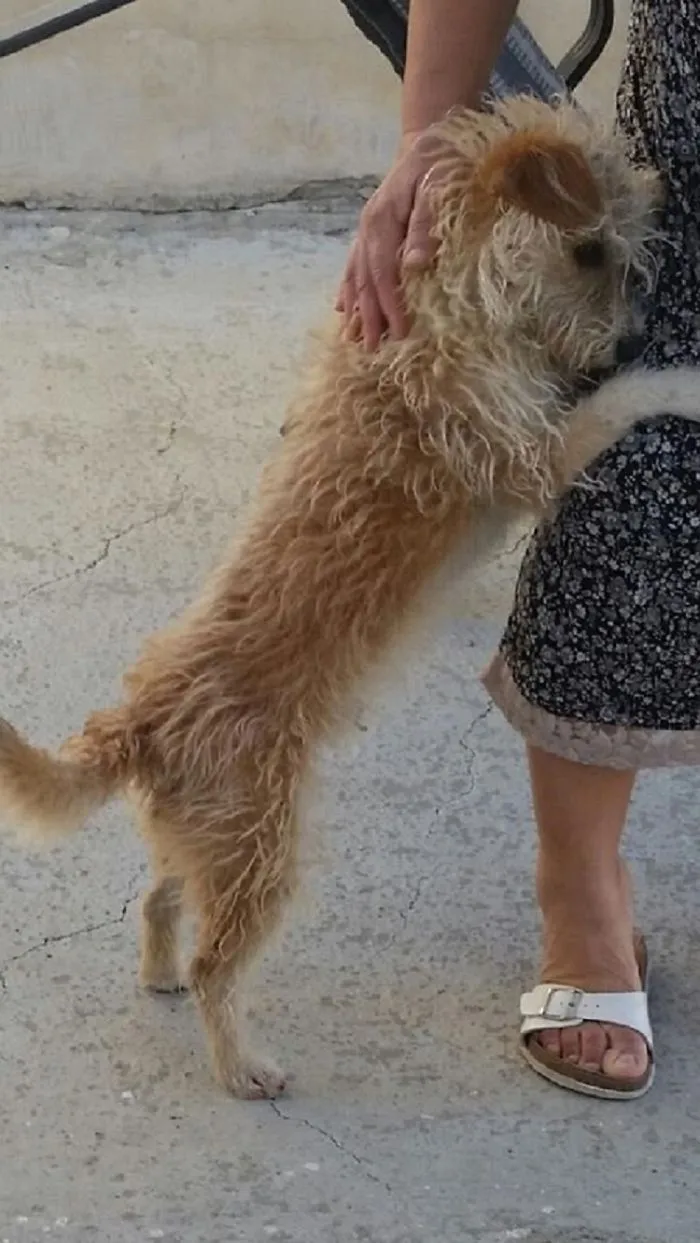 Buffy The Little Family Dog Hugs My Mother Thanking Her For Taking Care Of Him