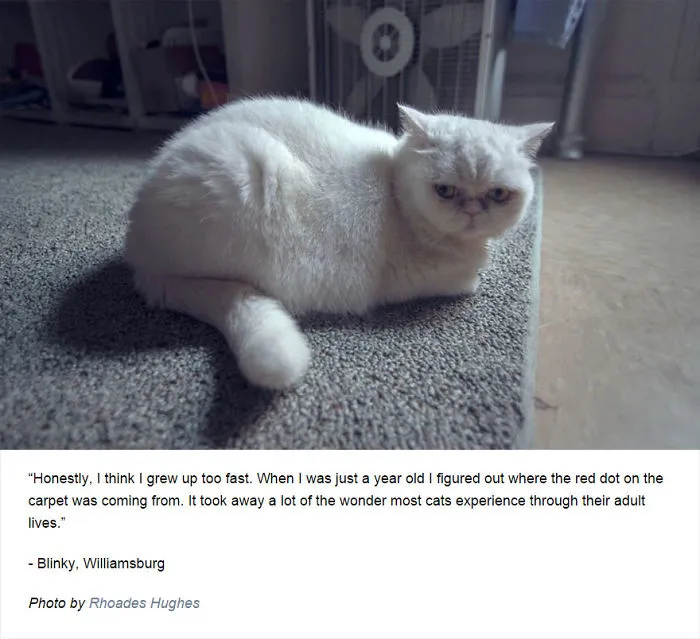 Felines Of New York