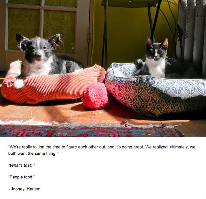 Felines Of New York