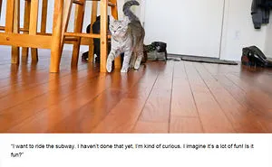 129 Cats' Deepest Secrets Revealed On Felines Of New York