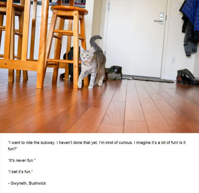 Felines Of New York