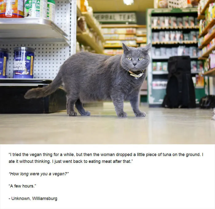 Felines Of New York