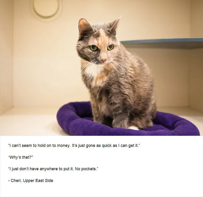 Felines Of New York