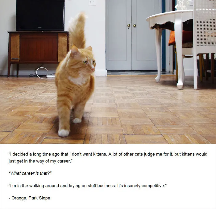Felines Of New York