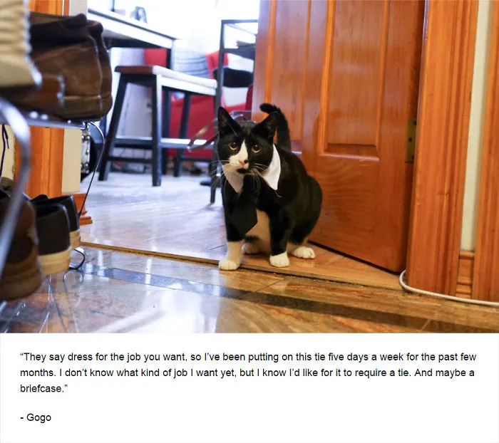 Felines Of New York