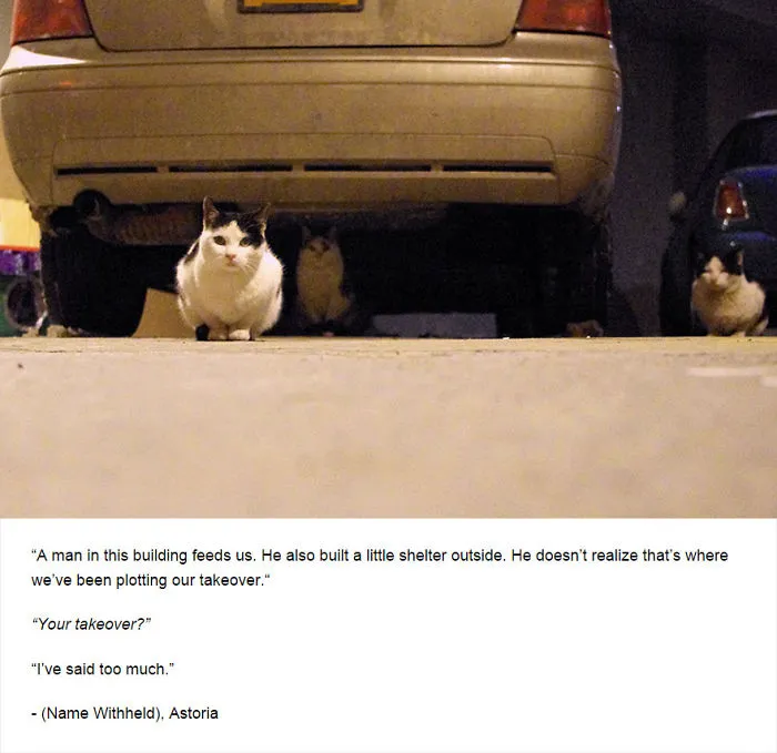 Felines Of New York