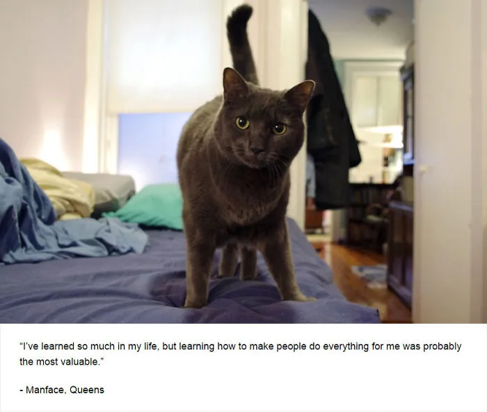 Felines Of New York
