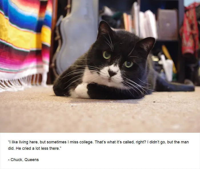 Felines Of New York