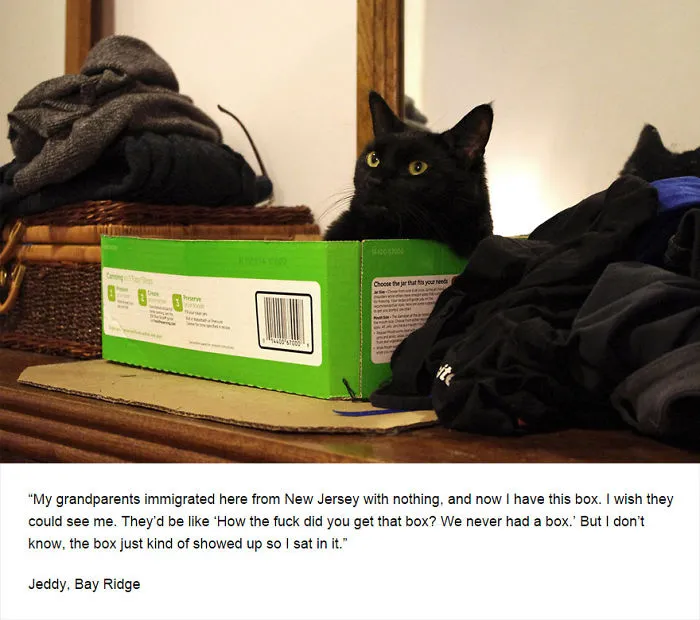 Felines Of New York