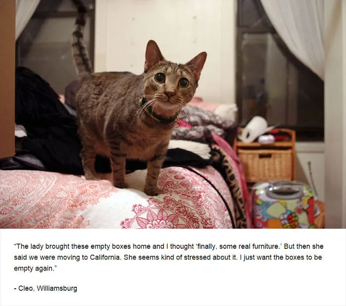 Felines Of New York