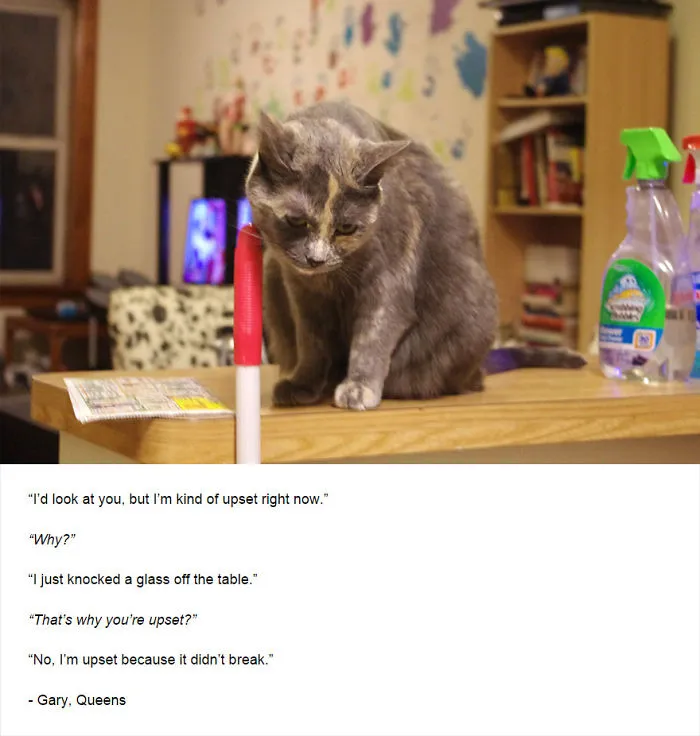 Felines Of New York