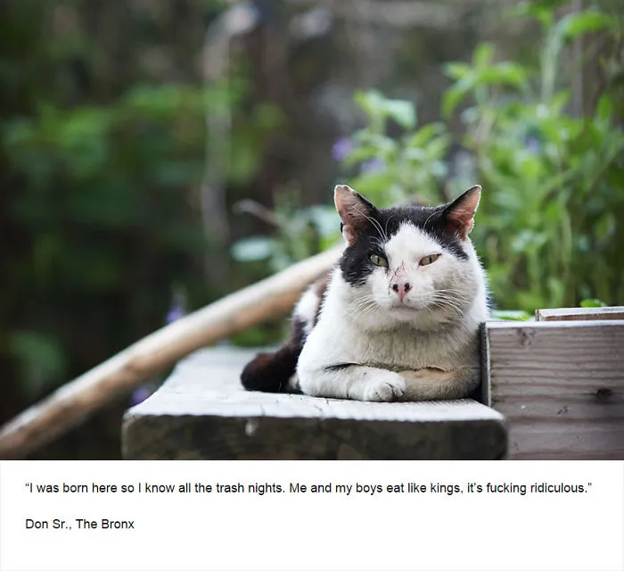 Felines Of New York