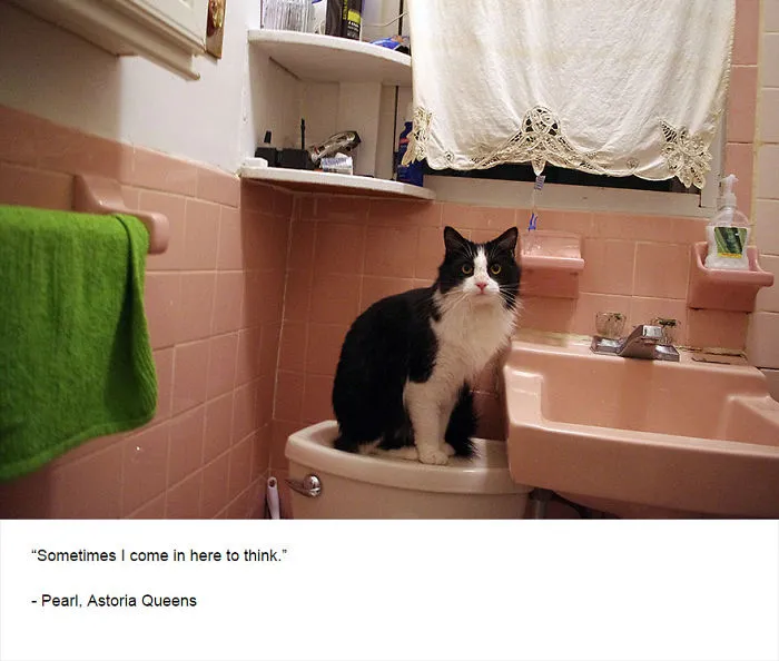 Felines Of New York