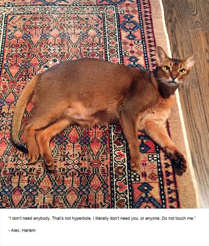 Felines Of New York