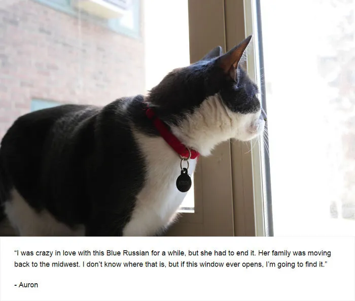 Felines Of New York