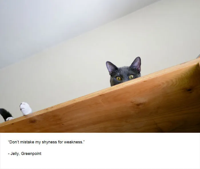 Felines Of New York