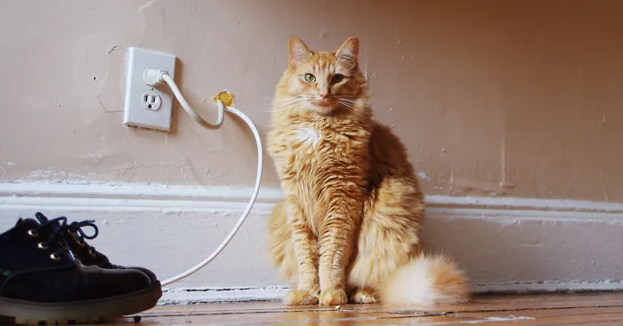 129 Cats' Deepest Secrets Revealed On Felines Of New York