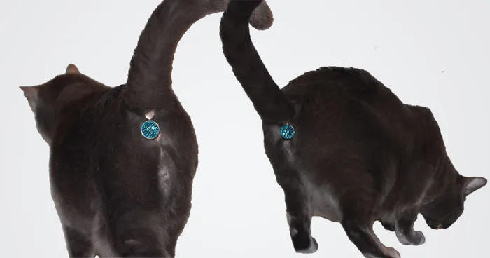 This Ass-cessory Turns Your Cat's Butt Into A Glittering Jewel