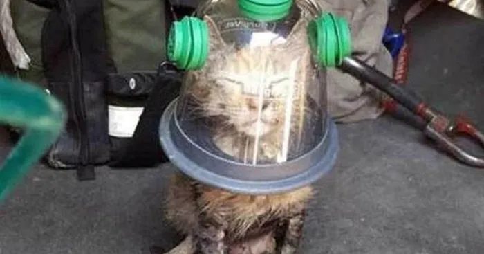Firemen Revive Unconscious Cat Using Special Pet Oxygen Mask