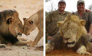 After Killing Famous Lion, Internet Outrage Forces The Killer To Close His Dental Office